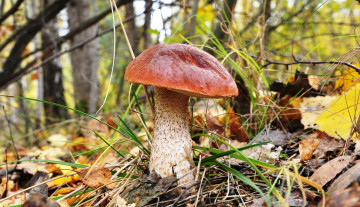 Картинка природа грибы красавец