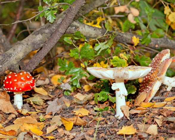 Обои картинки фото природа, грибы,  мухомор, ветки, листва, семейка, макро
