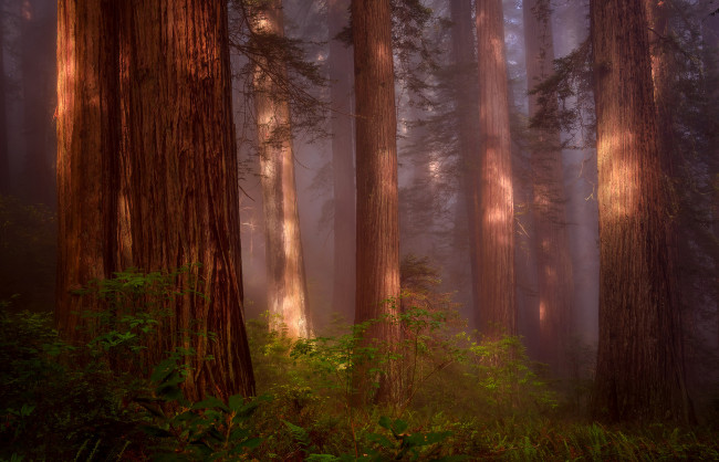 Обои картинки фото природа, лес, дымка, секвойя, redwood, grove, северная, калифорния, сша