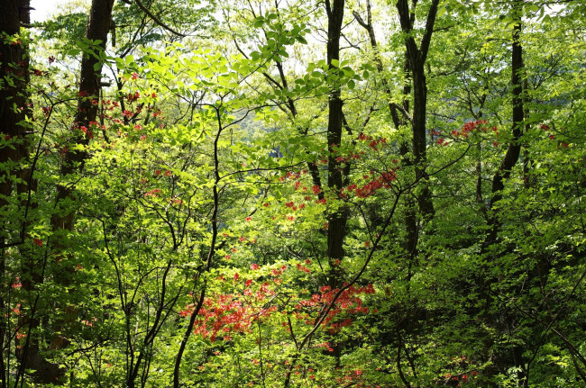 Обои картинки фото природа, лес, заросли, зелень, листва, деревья