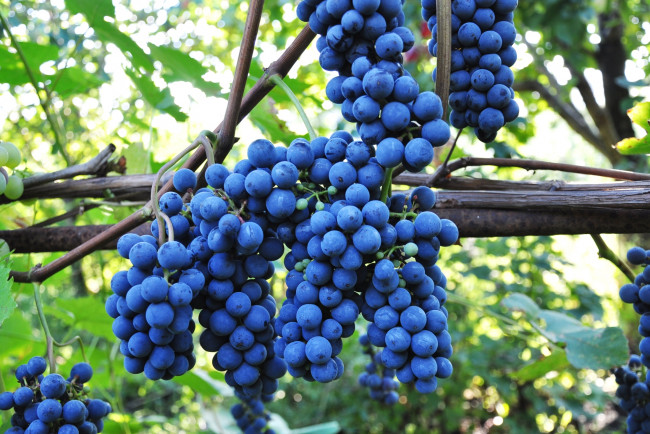 Обои картинки фото природа, Ягоды,  виноград, синий, лоза