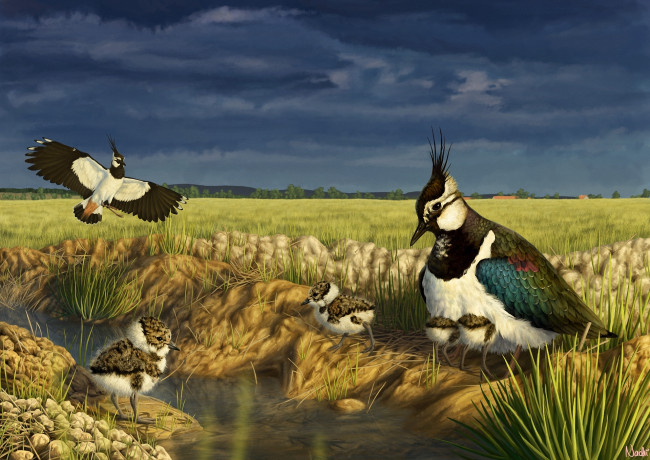 Обои картинки фото рисованные, животные,  птицы, птицы, выводок, ручей, птенцы, трава