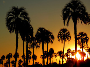Картинка природа восходы закаты рассвет пальмы