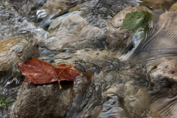 Картинка природа листья осень макро поток вода