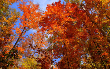 Картинка природа лес багрянец осень листья деревья небо канада онтарио