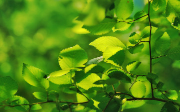 Картинка природа листья зелень ветка макро