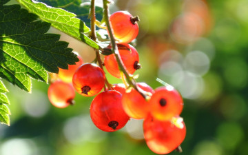 Картинка природа Ягоды смородина ягоды лето