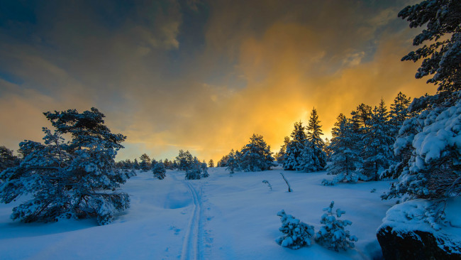 Обои картинки фото природа, зима, деревья, снег, облака, свет