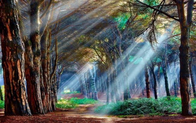 Обои картинки фото природа, лес, деревья, утро, лучи