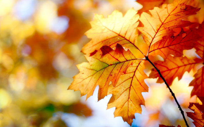 Обои картинки фото природа, листья, осень, боке, краски, nature, autumn, leaves, bokeh, colors