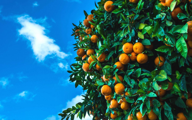 Обои картинки фото природа, плоды, мандарины, дерево, цитрусы, фрукты, небо