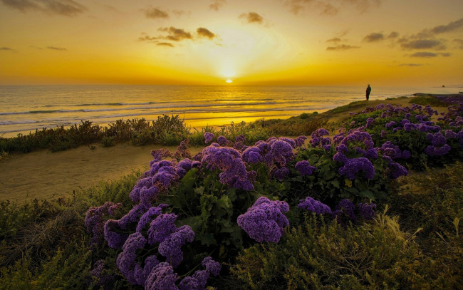 Обои картинки фото природа, восходы, закаты, побережье, закат, океан, калифорния, тихий, california, pacific, ocean, цветы
