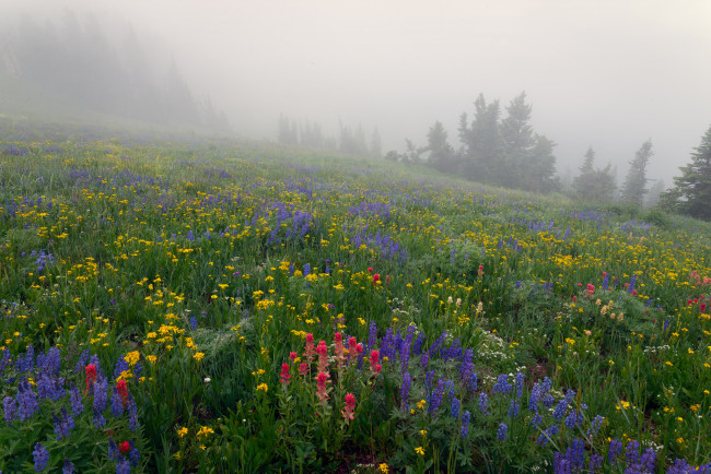 Обои картинки фото природа, луга, лес, цветы, туман