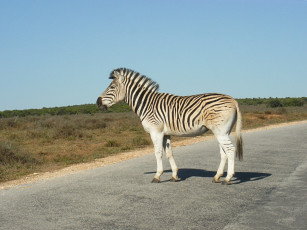 Картинка животные зебры животное зебра полосатики полосатик