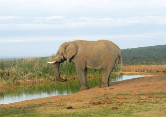 Картинка животные слоны слон большой животное