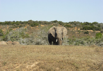 Картинка животные слоны животное слон большой