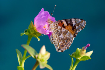 Картинка животные бабочки +мотыльки +моли репейница цветок фон бабочка макро