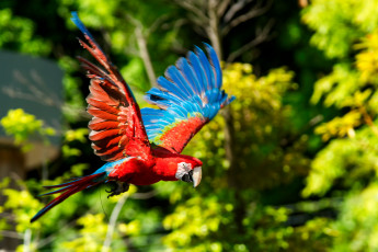 Картинка животные попугаи птица забавный попугай перья цвет