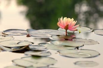 Картинка цветы лилии+водяные +нимфеи +кувшинки вода листья водяные лилии