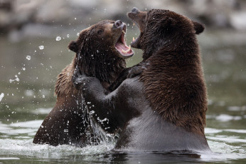 Картинка животные медведи водоем брызги двое