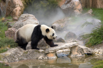 Картинка животные панды панда окрас шерсть лапы животное мишка