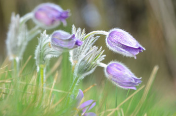Картинка цветы анемоны +сон-трава весна сон-трава прострел