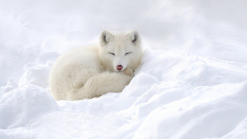 Картинка животные песцы песец нос снег