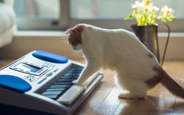 Картинка животные коты синтезатор кувшин цветы