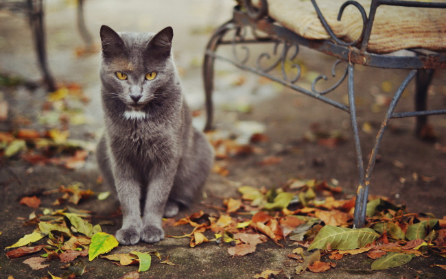 Обои картинки фото животные, коты, скамья, листва