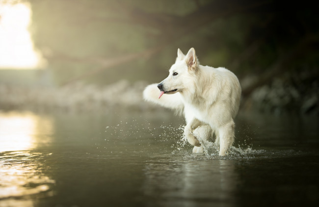 Обои картинки фото животные, собаки, боке, собака, вода