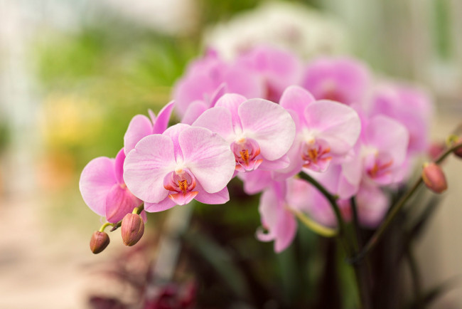 Обои картинки фото цветы, орхидеи, орхидея, яркая, лепестки, цветение