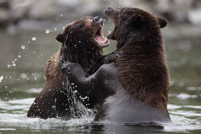 Обои картинки фото животные, медведи, водоем, брызги, двое