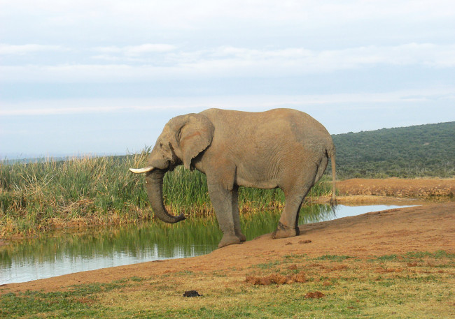 Обои картинки фото животные, слоны, слон, большой, животное