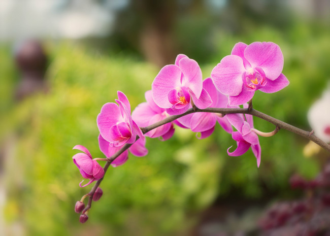 Обои картинки фото цветы, орхидеи, орхидея, яркая, лепестки, цветение, orchid, bright, petals, bloom