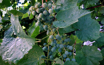 Картинка природа Ягоды +виноград виноград дождь