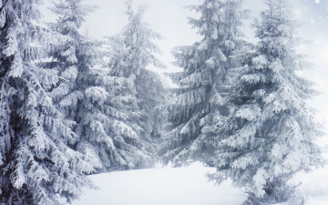 Картинка природа зима деревья снег ель