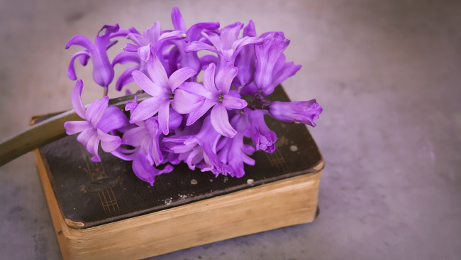 Обои картинки фото цветы, гиацинты, лиловый