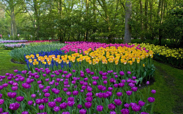 обоя природа, парк, весна, клумбы, тюльпаны