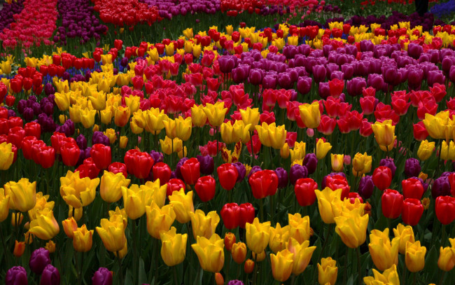 Обои картинки фото цветы, тюльпаны, разноцветные, много
