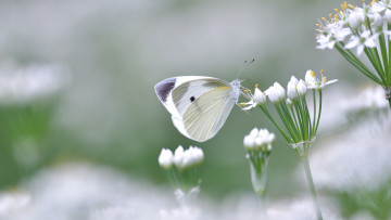 Картинка красота животные бабочки +мотыльки +моли макро цветы бабочка белая светлый фон