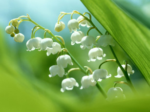 Картинка landisch цветы ландыши