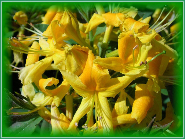 Обои картинки фото azalija, цветы, рододендроны, азалии