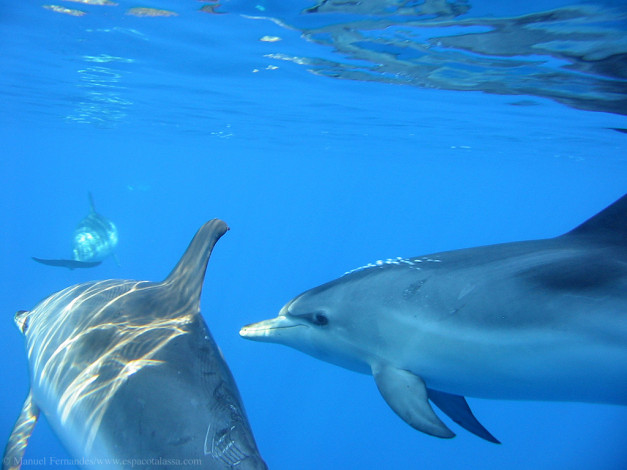 Обои картинки фото delfin, животные, дельфины