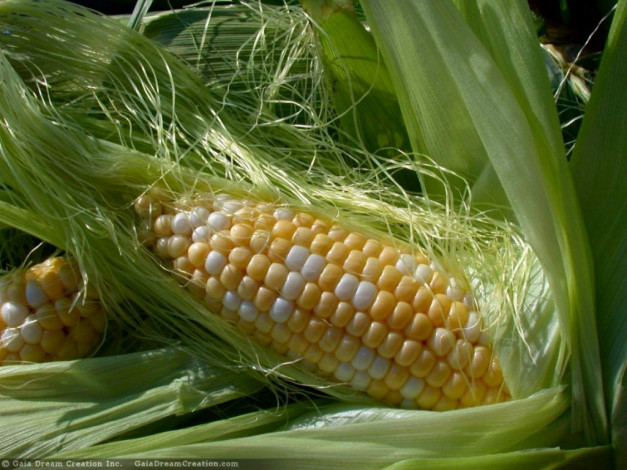 Обои картинки фото mais, еда, кукуруза