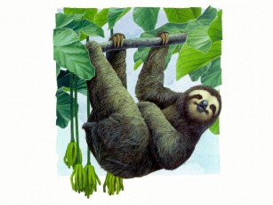 Картинка рисованные животные ленивцы