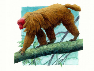 Картинка рисованные животные ленивцы ленивец