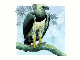 Картинка рисованные животные птицы орлы