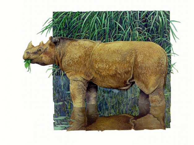 Обои картинки фото рисованные, животные, носороги