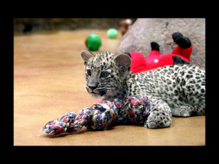 Картинка животные леопарды леопард малыш