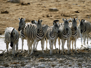 Картинка животные зебры